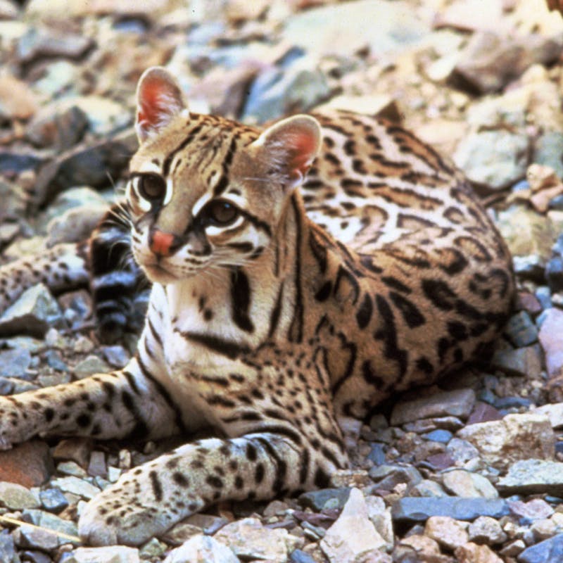 Ocelot #2